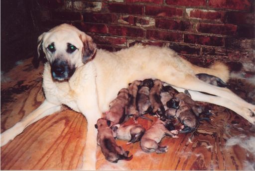 Karabash Eu Berger D Anatolie Kangal Karabash Tous Chiens De Protection De Troupeaux